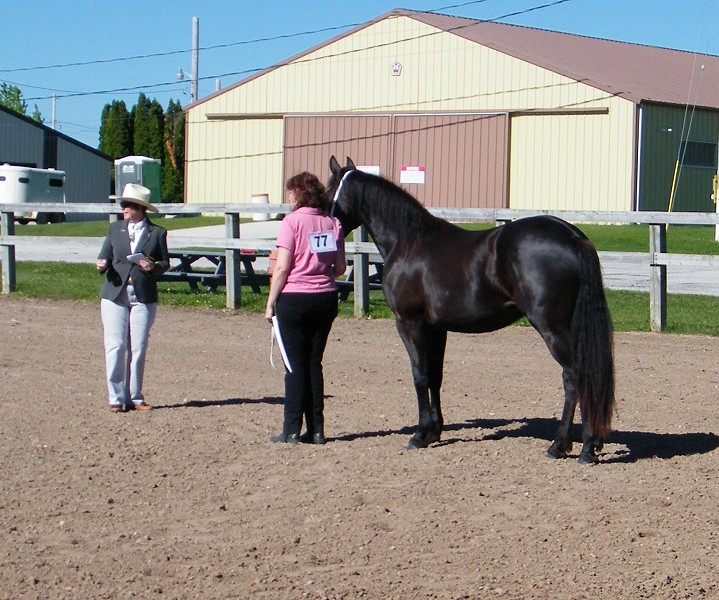 Friesian Heritage Horse Show